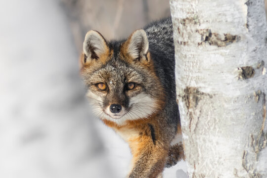 Hunted by an elusive Gray Fox (Urocyon cinereoargenteus). A sly canine through birch trees. Orange and gray coat on a warm winter morning. Taken in controlled conditions 