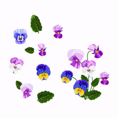 Set of pansy flowers isolated on a white background. vector illustration.