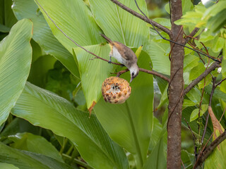 the bird is eating the custard apple on the branch. close up.	
