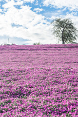 マザー牧場の桃色吐息と青空