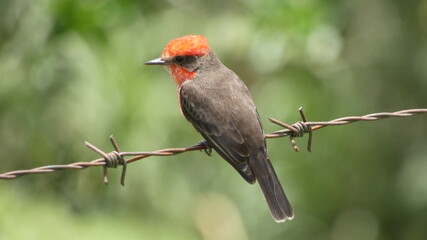 Scarlet flycatcher on a fence