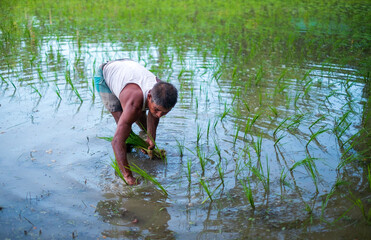 Fototapeta na wymiar Bangladeshi farmer sowing seedlings in his water filled field 