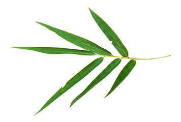 Bamboo leaf branch isolated on transparent background PNG File.