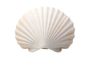 seashell, transparent background, isolated image, generative AI
