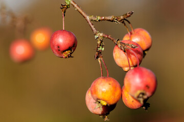 Fruits d'un pommer du japon