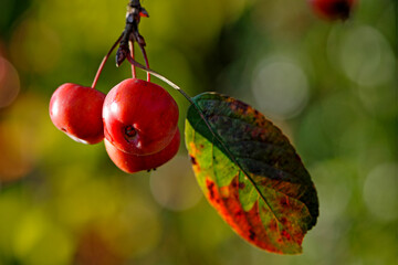 Fruits d'un pommer du japon