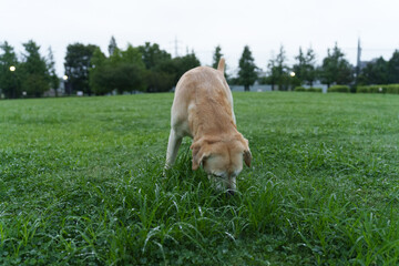 ラブラドール イエローラブ ラブラドールレトリバー ラブラドールレトリーバー 大型犬 labrador retriever 