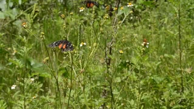 Mariposas