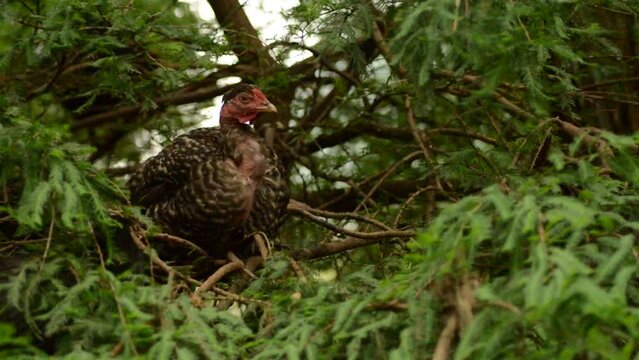 Gallina en los ahuehuetes
