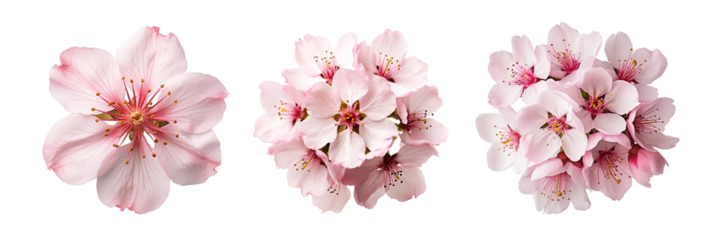 cherry blossoms, transparent background, isolated image, generative AI
