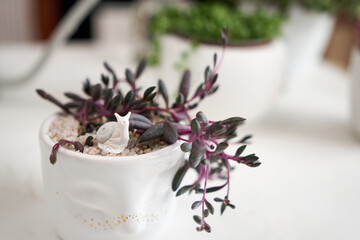 Potted othonna capensis house plant in white ceramic pot and other succulent plants on a table indoors
