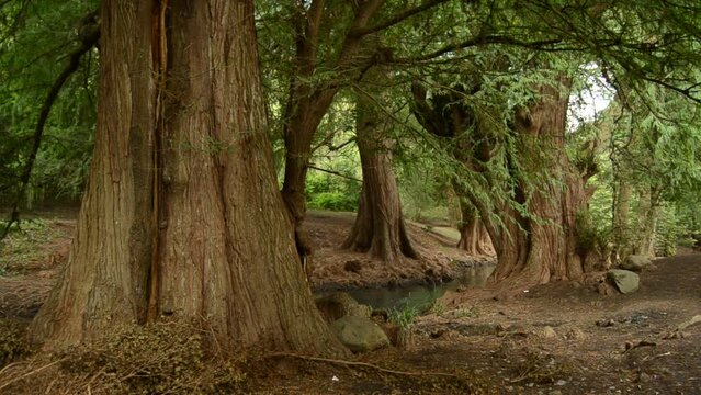 Bosque de Ahuehuetes