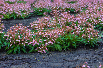 Habenaria rhodocheila Hance, beautiful wild orchid in rainyseason in tropical forest.