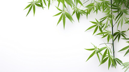 Fototapeta na wymiar bamboo leaves on white. Generative Ai