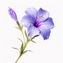 Image of ruellia tuberosa flower on white background. Nature. Illustration, Generative AI.