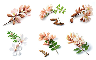 Group of tamarind flower on white background. Nature. Illustration, Generative AI.