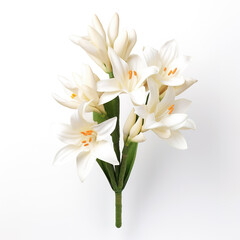Fototapeta premium Image of tuberose flower on white background. Nature. Illustration, Generative AI.