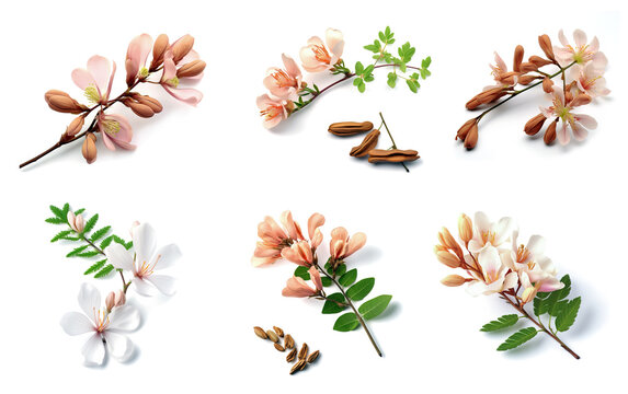 Group of tamarind flower on white background. Nature. Illustration, Generative AI.
