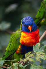 ein Loris Papagei in einem frontalen Portrait in einem Ast sitzend