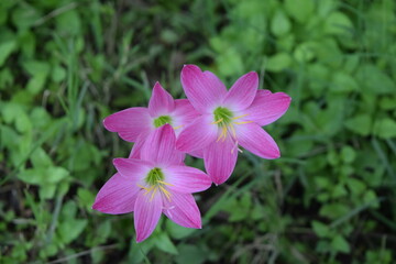 pink flower in the garden