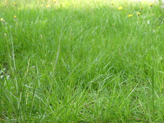 green grass background