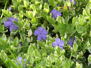 purple flowers