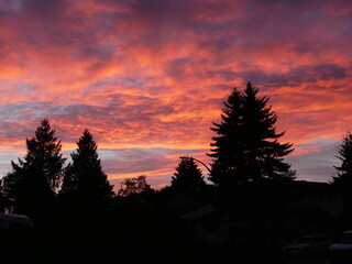 sunset over the forest