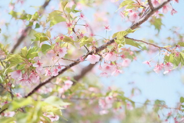 Horizontal low angle shot of pink Sakura blossoms over a backdrop of a blue sky