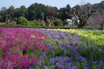 The sea fields in Japan, beautiful flowers in the summer each year, attracting a lot of tourists
