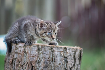 Beautiful gray kitten in a village yard.