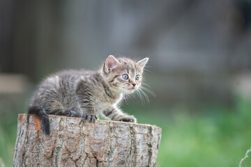 Naklejka na ściany i meble Beautiful gray kitten in a village yard.