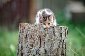 Beautiful gray kitten in a village yard.