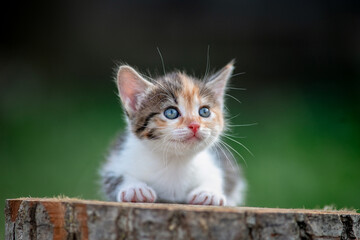 Beautiful gray kitten in a village yard.