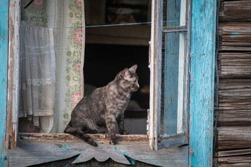 Beautiful gray kitten in a village yard.
