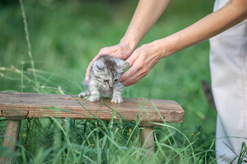 Beautiful gray kitten in a village yard.