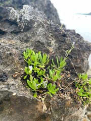 plant growing in soil