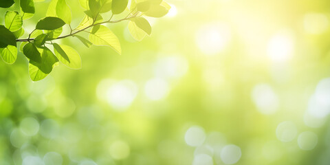 sunshine through blurred green trees, empty abstract summer or spring background banner with defocused lights and copy space