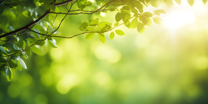 sunshine through blurred green trees, empty abstract summer or spring background banner with defocused lights and copy space