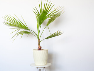 Washingtonia filifera in a pot at home. Houseplant in flowerpot on white background. Home...