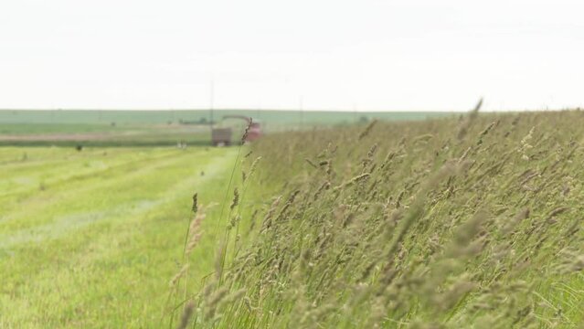Forage grass is very popular because the grass and leaves are large and high in food, including. Valuable forage grass Dactylis glomerata grows in nature
