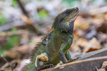 Chinese water dragon (Physignathus cocincinus), rare wildlife in the tropical.