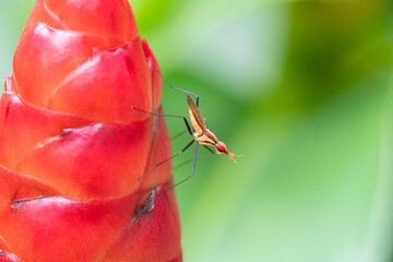 Close up of a Banana stalk fly couple on a red Indian Head Ginger Flower
