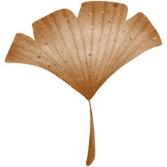 Ginkgo leaves change from green to brown.