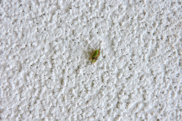 A close-up of a green tortoise beetle on a white background