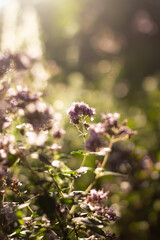 Origanum vulgare in nature.Nature background for advertising natural products for skin care and body care,herbal medecine and  pharmacy.