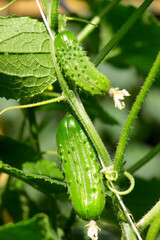 Fresh cucumber harvest in the garden. Cover for seeds.. Farming, agriculture,  groving plants,  gardening, vegan, vegetarian,  greenhouse business background