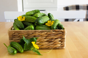 Fresh cucumber harvest in wicker basket, wooden table. Farming, agriculture,  groving plants, cooking, gardening, vegan, vegetarian,  preservation recipes background