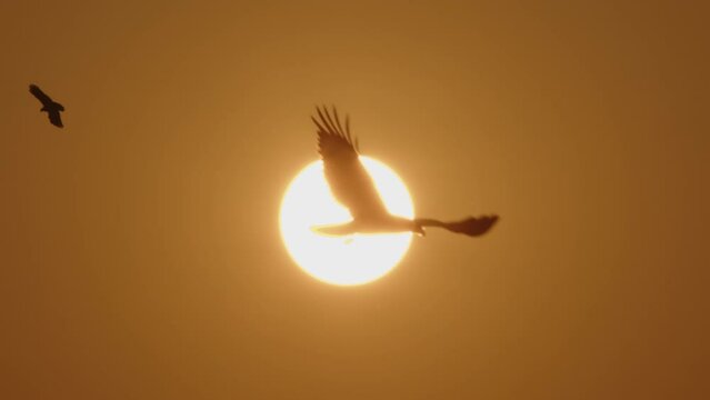 Beautiful silhouette of an eagle bird flying in slow motion against the background of a solar disk on the horizon. Freedom concept