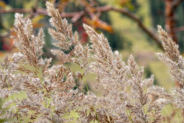 grass in the wind
grass close up
grass in the wind grass nature