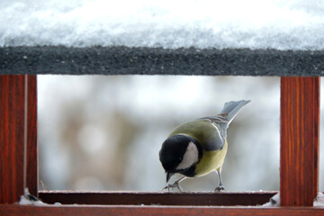 The male great tit eating sunflower seeds inside a wooden bird feeder, some snow on the roof,...
